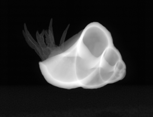 Po příletu domů z Fuerteventury se z této ulity nečekaně vyklubal korýš, který dokonce přežil cestu letadlem. A tak se rychle spěchal naměřit na RTG, než vyschnul.